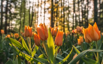 Featured Flower: Tulips