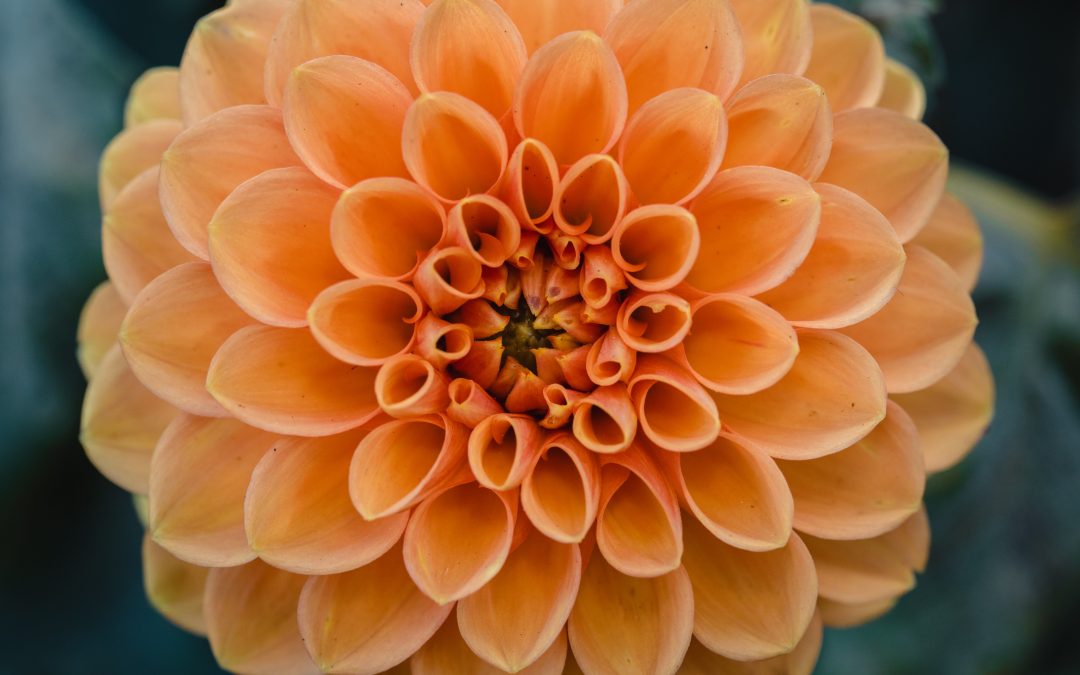 Featured Flower: Dahlias